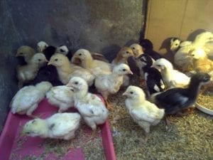 bibit ayam kampung super tokomesin
