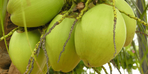 kelapa muda tokomesin