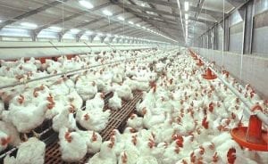 Konsumsi-Pakan-Ayam-Broiler-tokomesin