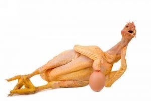 ayam kampung tokomesin