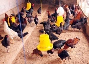 ayam-kampung tokomesin
