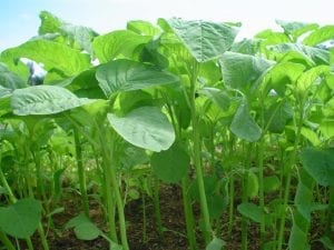 spinach-bayam tokomesin