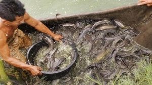 Peluang Bisnis Ikan lele dan Analisa Bisnisnya-tokomesin