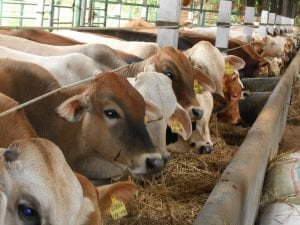 Peluang Usaha Ternak Sapi dan Analisa Usahanya-tokomesin