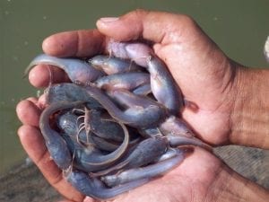 Peluang Bisnis Ternak Lele dan Analisa Bisnisnya-tokomesin