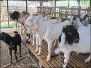 Peluang Usaha Peternakan dan Analisa Usahanya-tokomesin