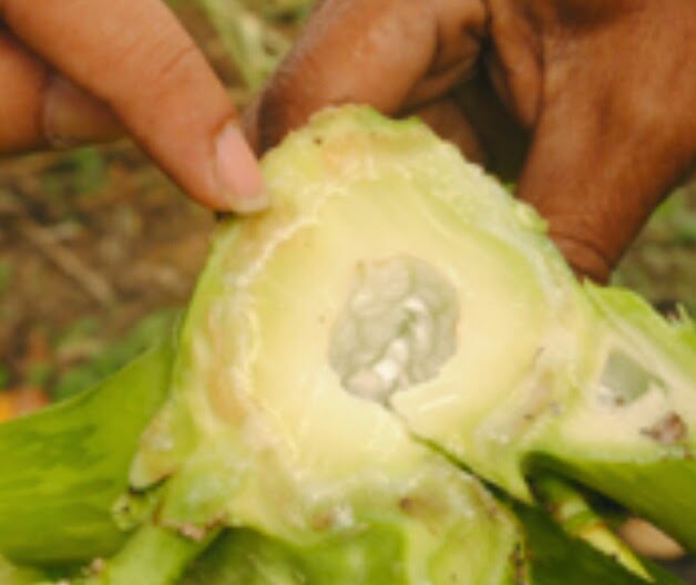dodol-batang-pepaya-tokomesin