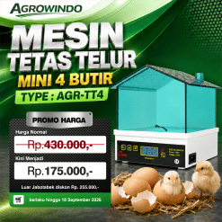 Tetas Telur Mini 4 Butir (AGR-TT4)